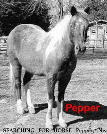 SEARCHING FOR HORSE Pepper, Near Highland, NY, 00000